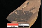 Foto (Detailansicht) von Xylomites daphnes Ettingshausen (NHMW-GEO-2024-0188-0060c)